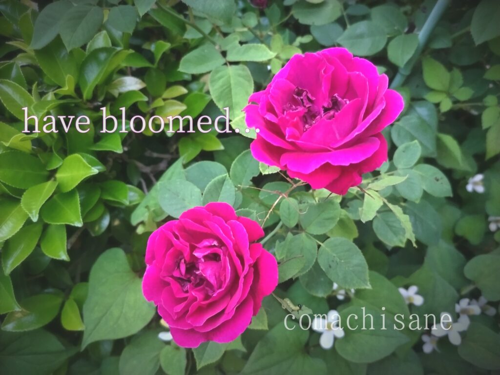 2本のピンク色のバラが咲いている下にドクダミの花が小さく咲いている