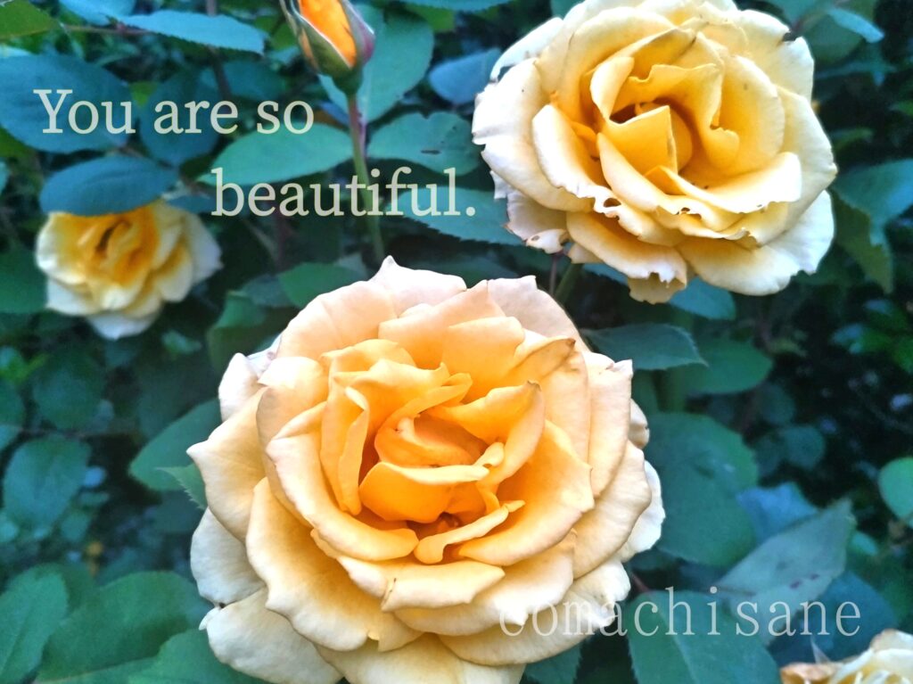 2本の黄色いバラの花が咲いている