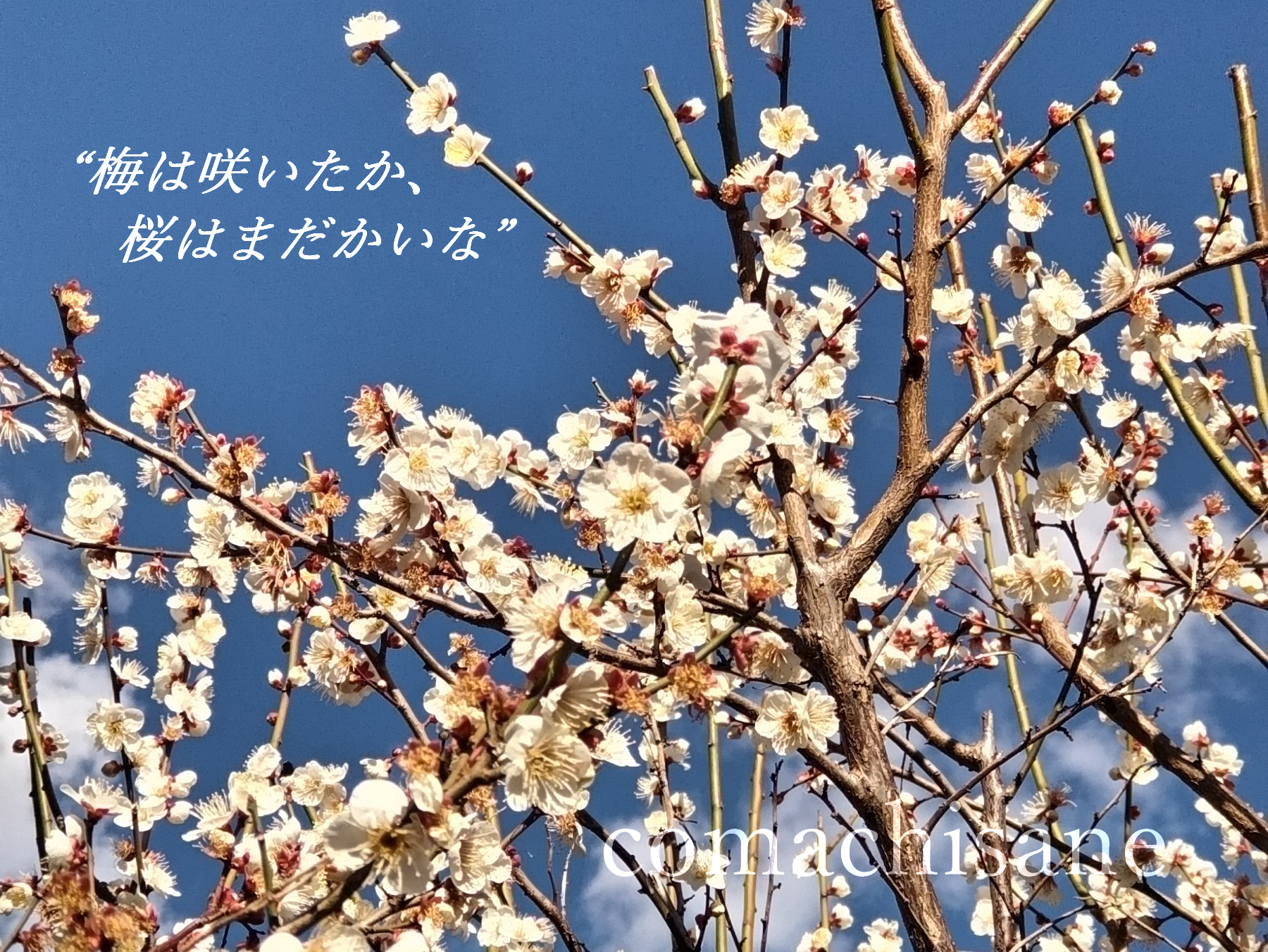 TLT第三回公演「うんこ」稽古日記 vol.5　―梅は咲いたか、桜が咲く頃には本番か